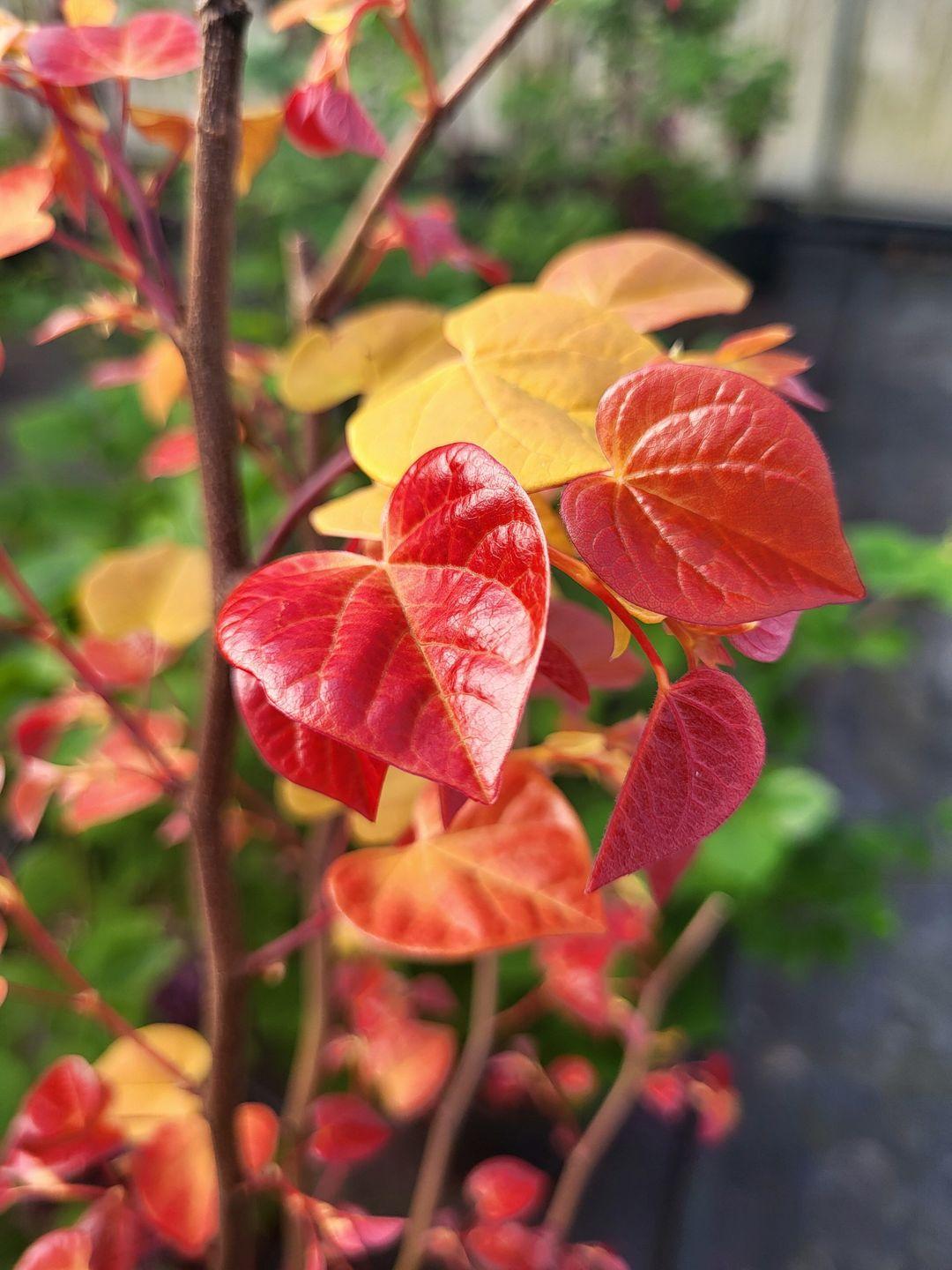 Cercis Canadensis 'flame Thrower' Single Stem - View 37 from www redcrocus com