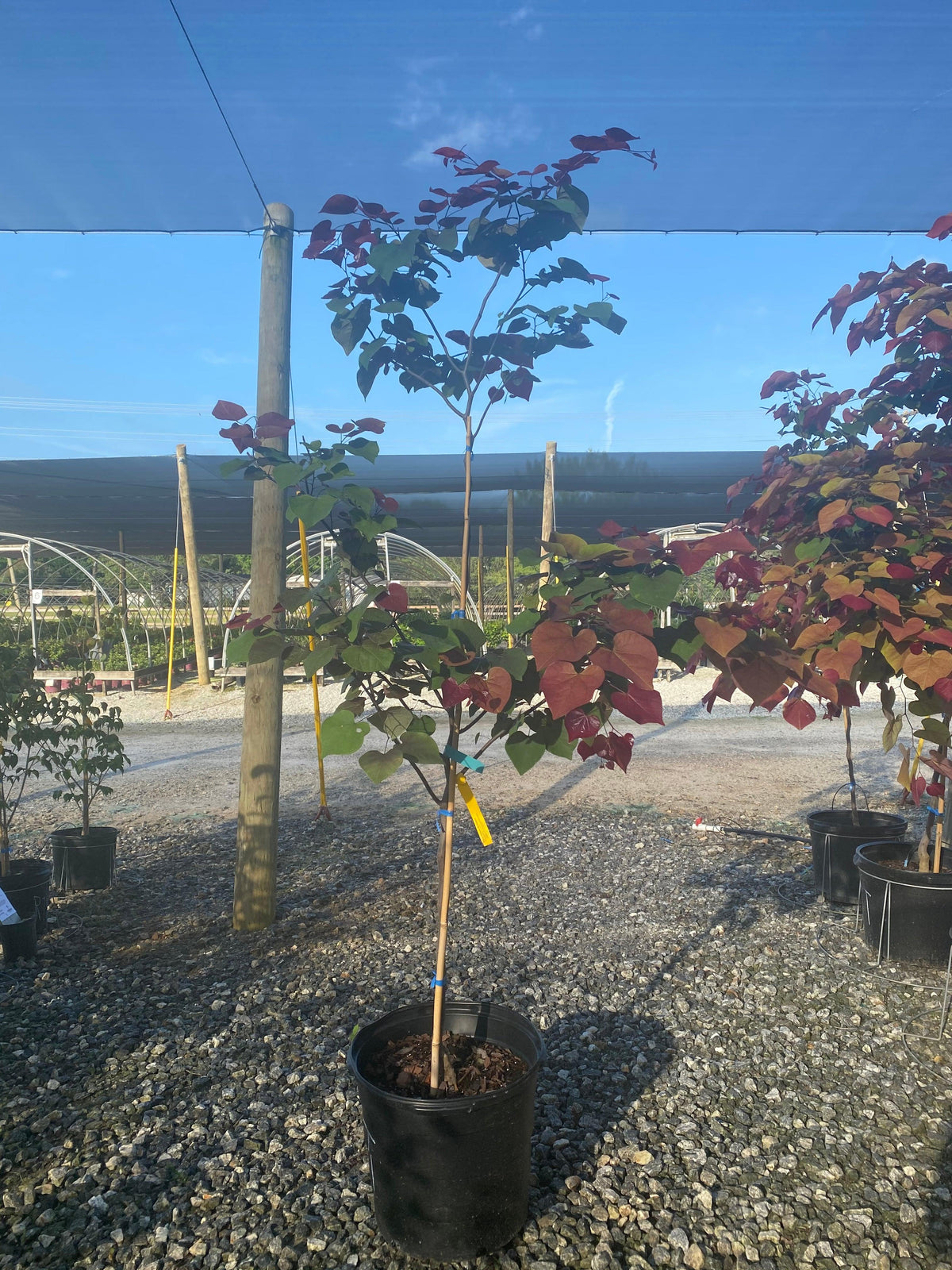 Cercis Canadensis 'flame Thrower' Single Stem - View 39 from www redcrocus com
