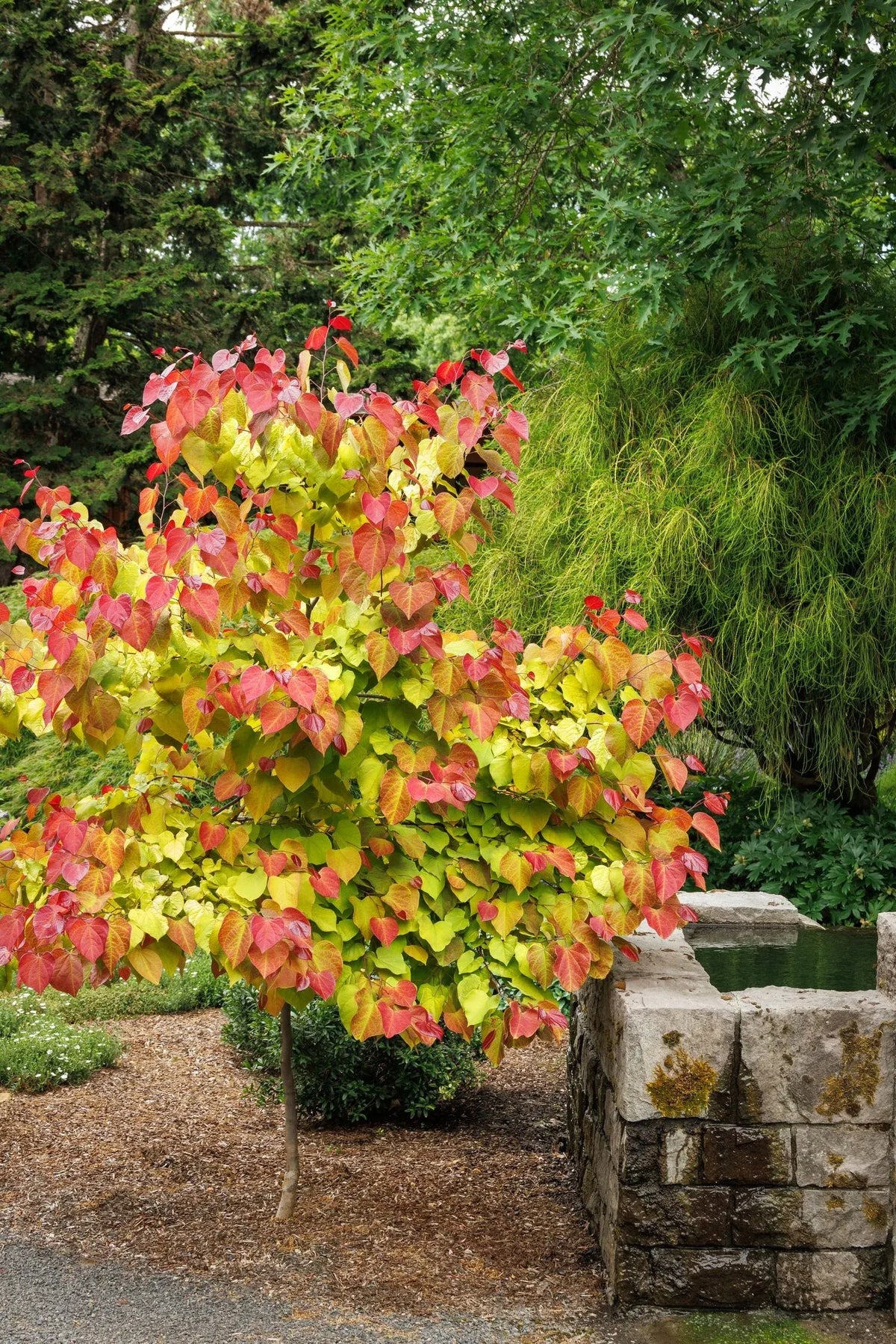 Cercis Canadensis 'flame Thrower' Single Stem - View 40 from www redcrocus com