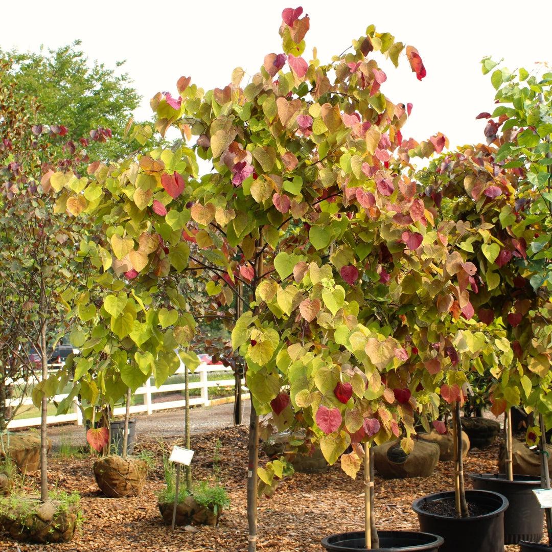 Cercis Canadensis 'flame Thrower' Single Stem - View 6 from www redcrocus com