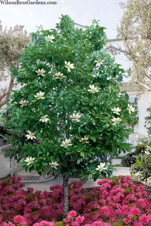 Magnolia Virginiana Multi Stem - View 10 from www redcrocus com