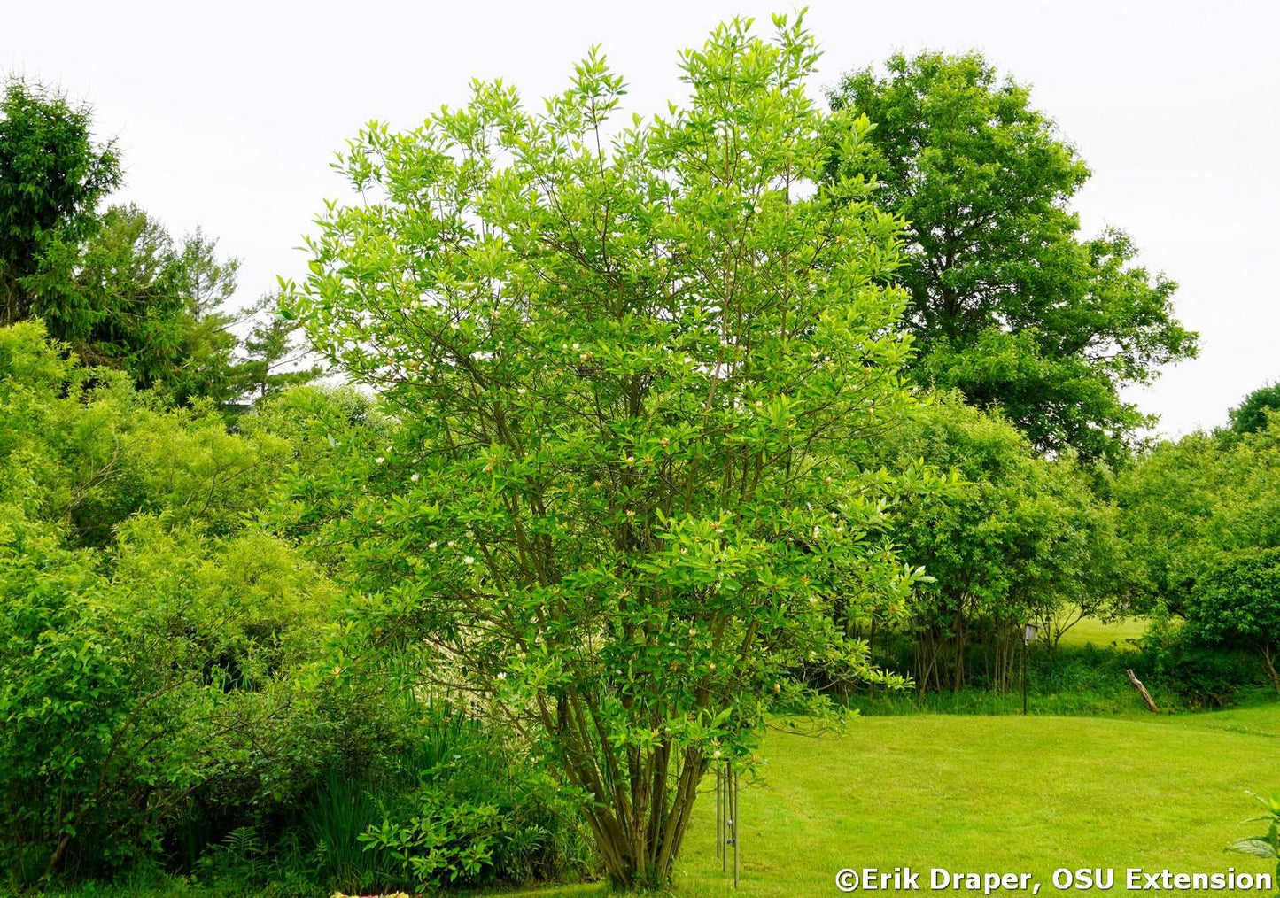 Magnolia Virginiana Multi Stem - View 11 from www redcrocus com