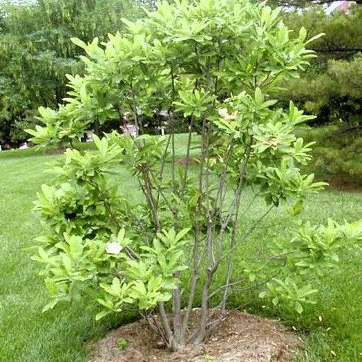 Magnolia Virginiana Multi Stem - View 13 from www redcrocus com