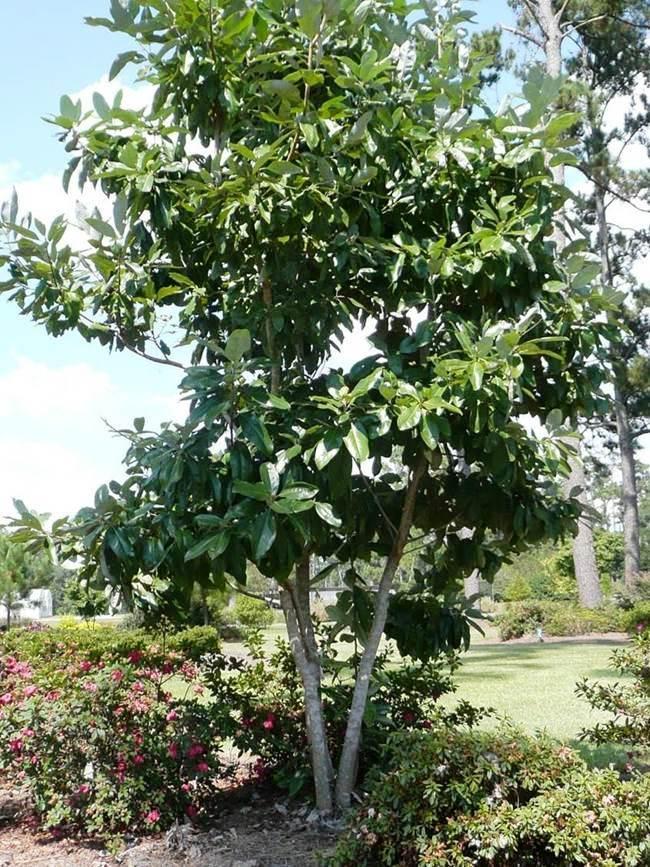 Magnolia Virginiana Multi Stem - View 14 from www redcrocus com