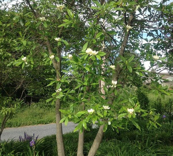 Magnolia Virginiana Multi Stem - View 15 from www redcrocus com