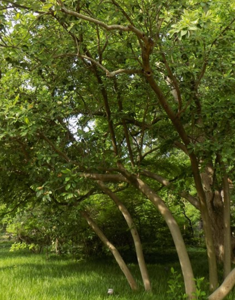 Magnolia Virginiana Multi Stem - View 24 from www redcrocus com