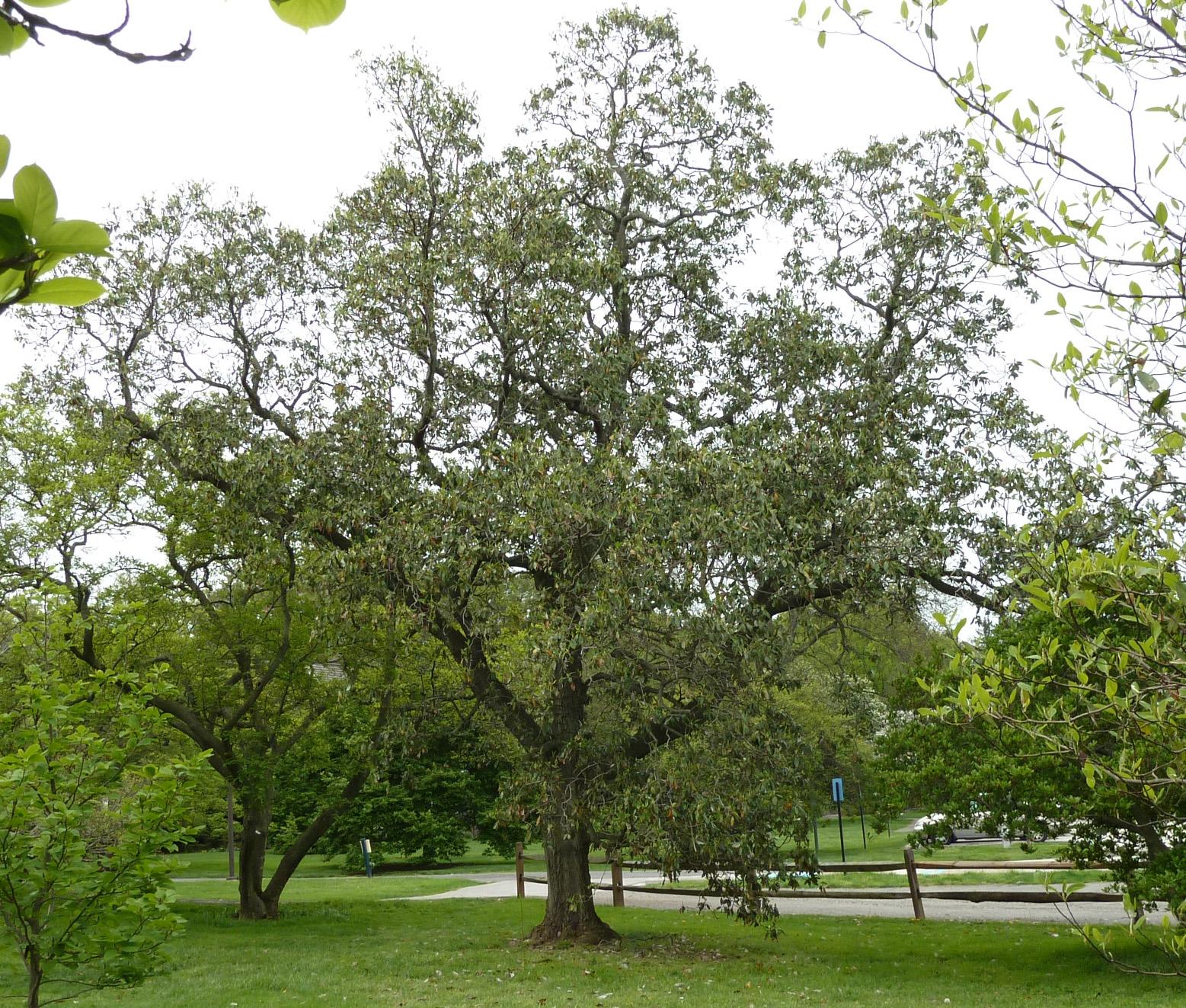 Magnolia Virginiana Multi Stem - View 29 from www redcrocus com