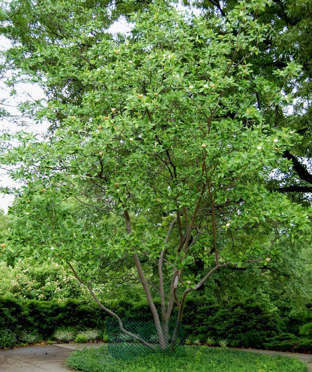 Magnolia Virginiana Multi Stem - View 2 from www redcrocus com