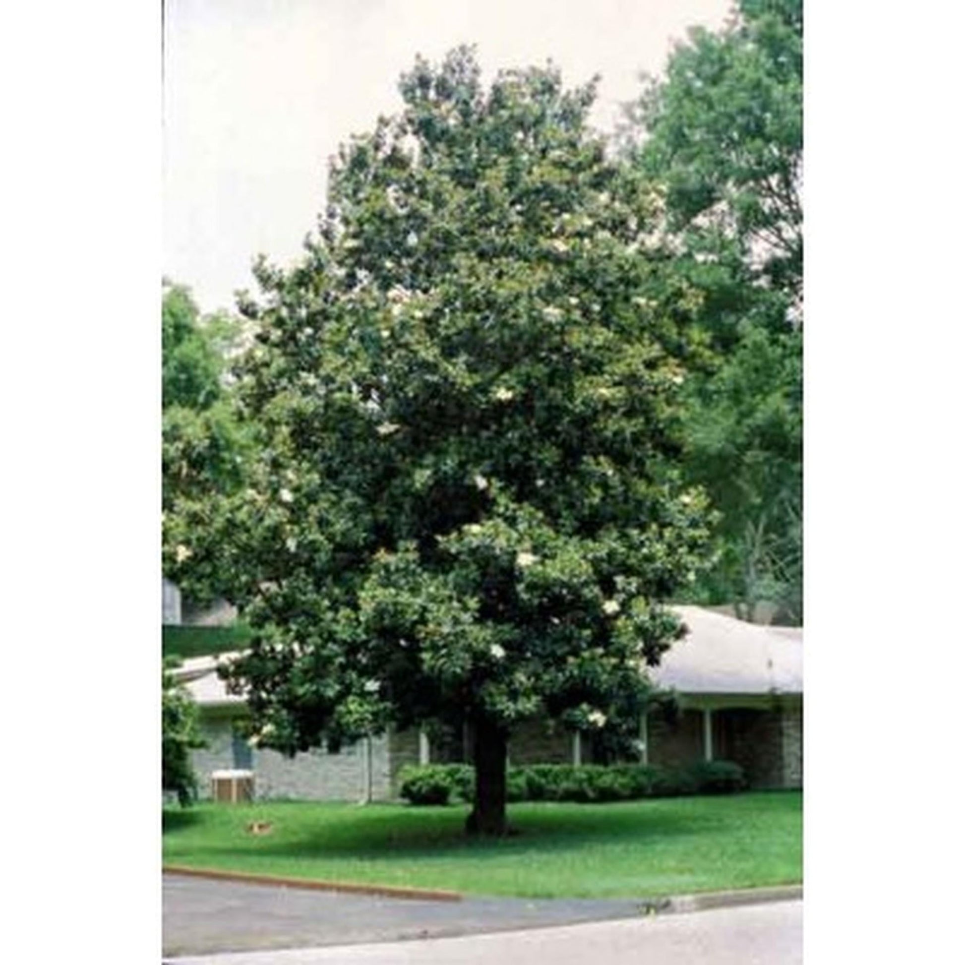 Magnolia Virginiana Multi Stem - View 30 from www redcrocus com