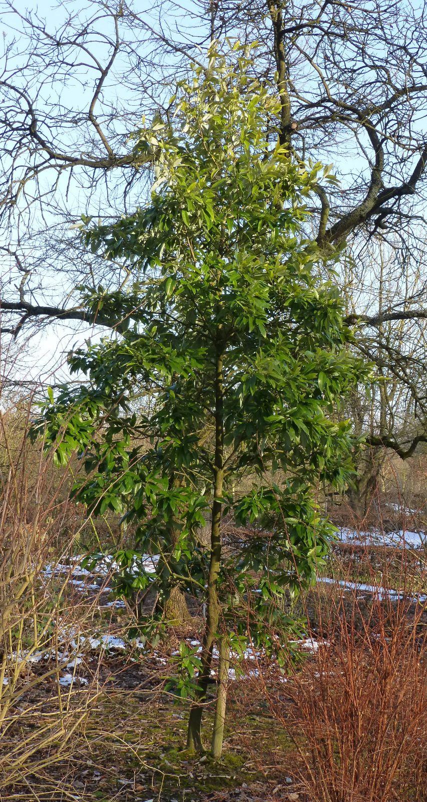 Magnolia Virginiana Multi Stem - View 31 from www redcrocus com
