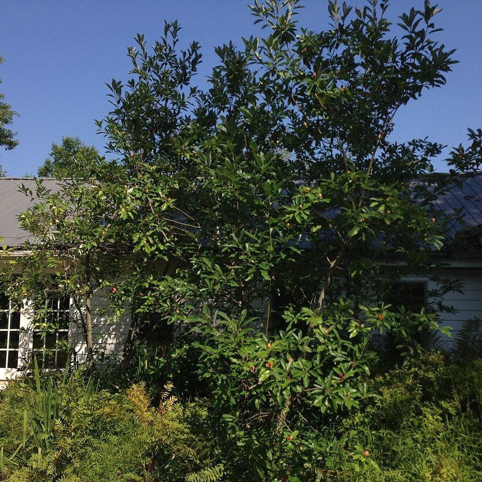 Magnolia Virginiana Multi Stem - View 33 from www redcrocus com