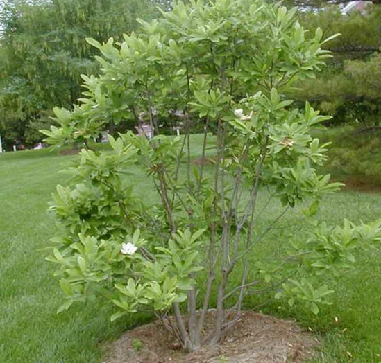 Magnolia Virginiana Multi Stem - View 35 from www redcrocus com