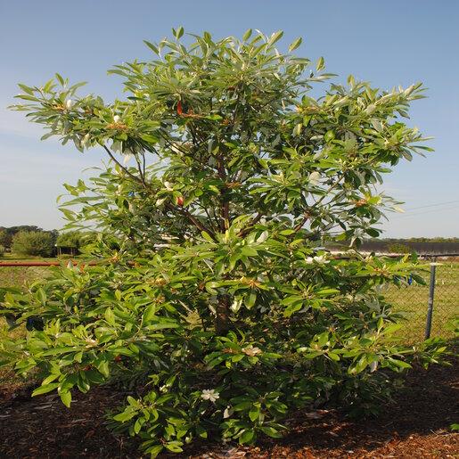 Magnolia Virginiana Multi Stem - View 36 from www redcrocus com