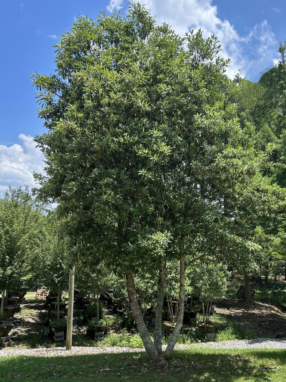 Magnolia Virginiana Multi Stem - View 37 from www redcrocus com