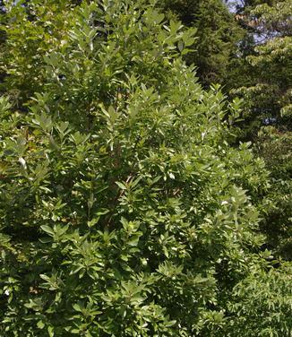 Magnolia Virginiana Multi Stem - View 38 from www redcrocus com