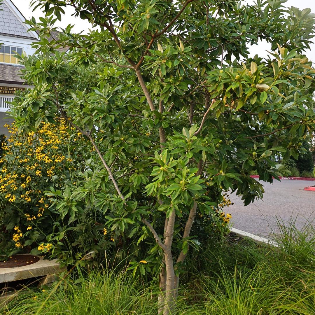 Magnolia Virginiana Multi Stem - View 39 from www redcrocus com