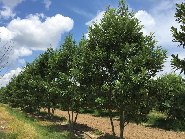 Magnolia Virginiana Multi Stem - View 8 from www redcrocus com