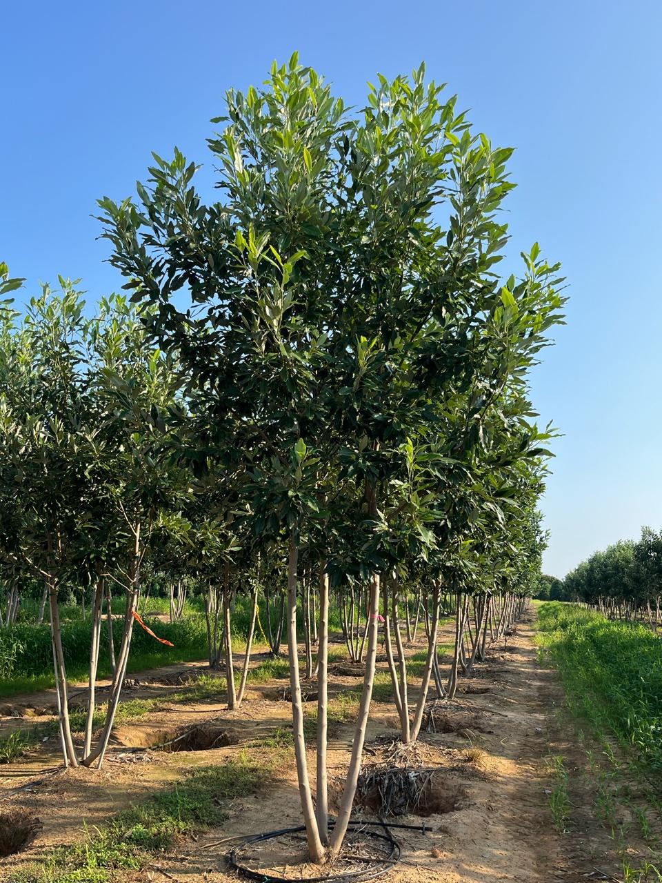 Magnolia Virginiana Multi Stem - View 9 from www redcrocus com