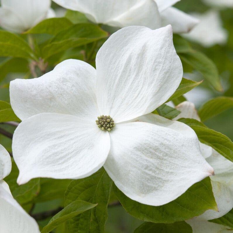 Cornus Rutcan 'constellation' Single Stem - View 10 from www redcrocus com