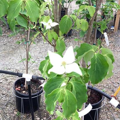 Cornus Rutcan 'constellation' Single Stem - View 11 from www redcrocus com