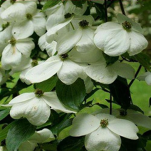 Cornus Rutcan 'constellation' Single Stem - View 12 from www redcrocus com