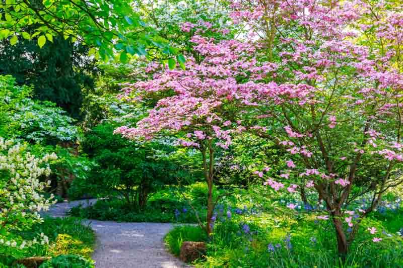 Cornus Rutcan 'constellation' Single Stem - View 13 from www redcrocus com