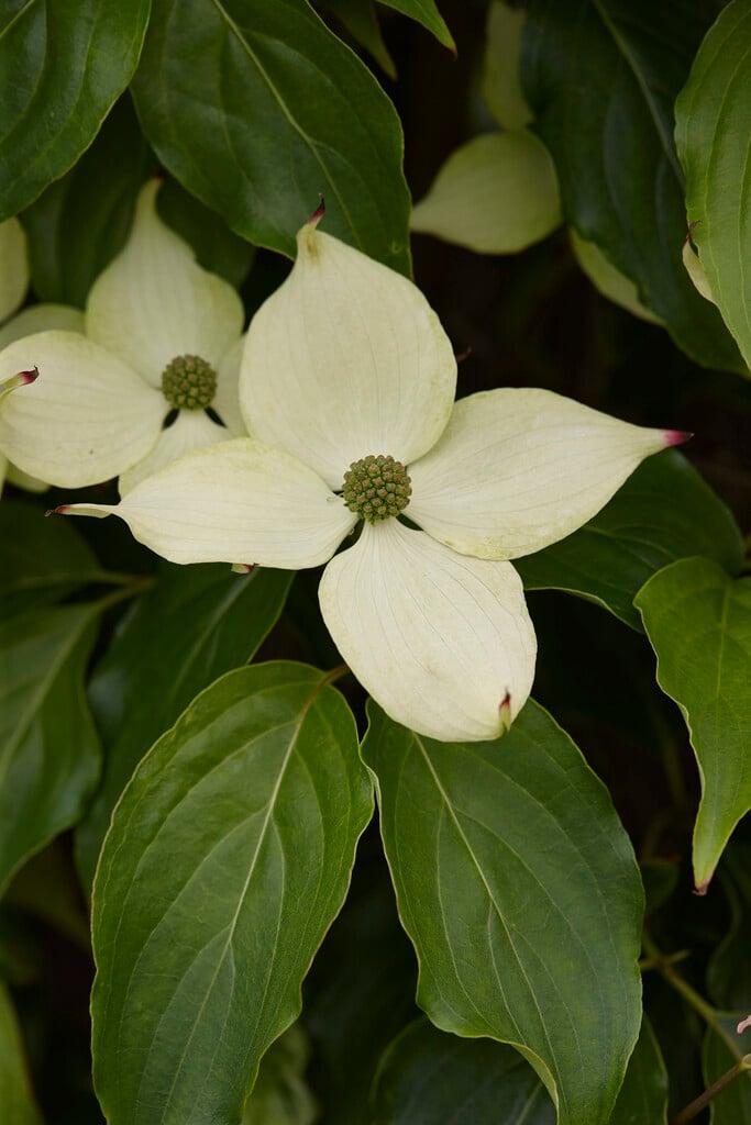 Cornus Rutcan 'constellation' Single Stem - View 14 from www redcrocus com