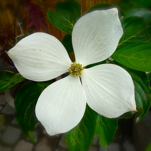 Cornus Rutcan 'constellation' Single Stem - View 15 from www redcrocus com