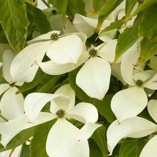 Cornus Rutcan 'constellation' Single Stem - View 18 from www redcrocus com