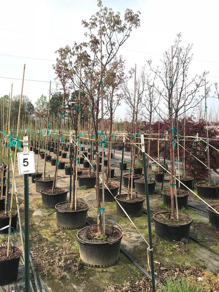 Cornus Rutcan 'constellation' Single Stem - View 19 from www redcrocus com