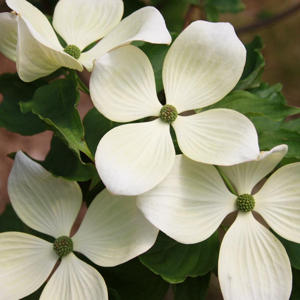 Cornus Rutcan 'constellation' Single Stem - View 20 from www redcrocus com