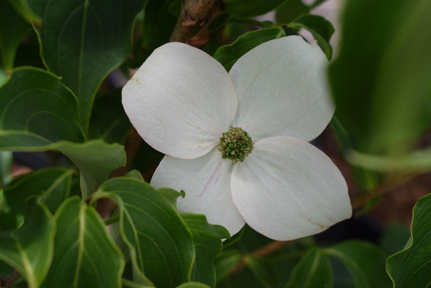 Cornus Rutcan 'constellation' Single Stem - View 22 from www redcrocus com