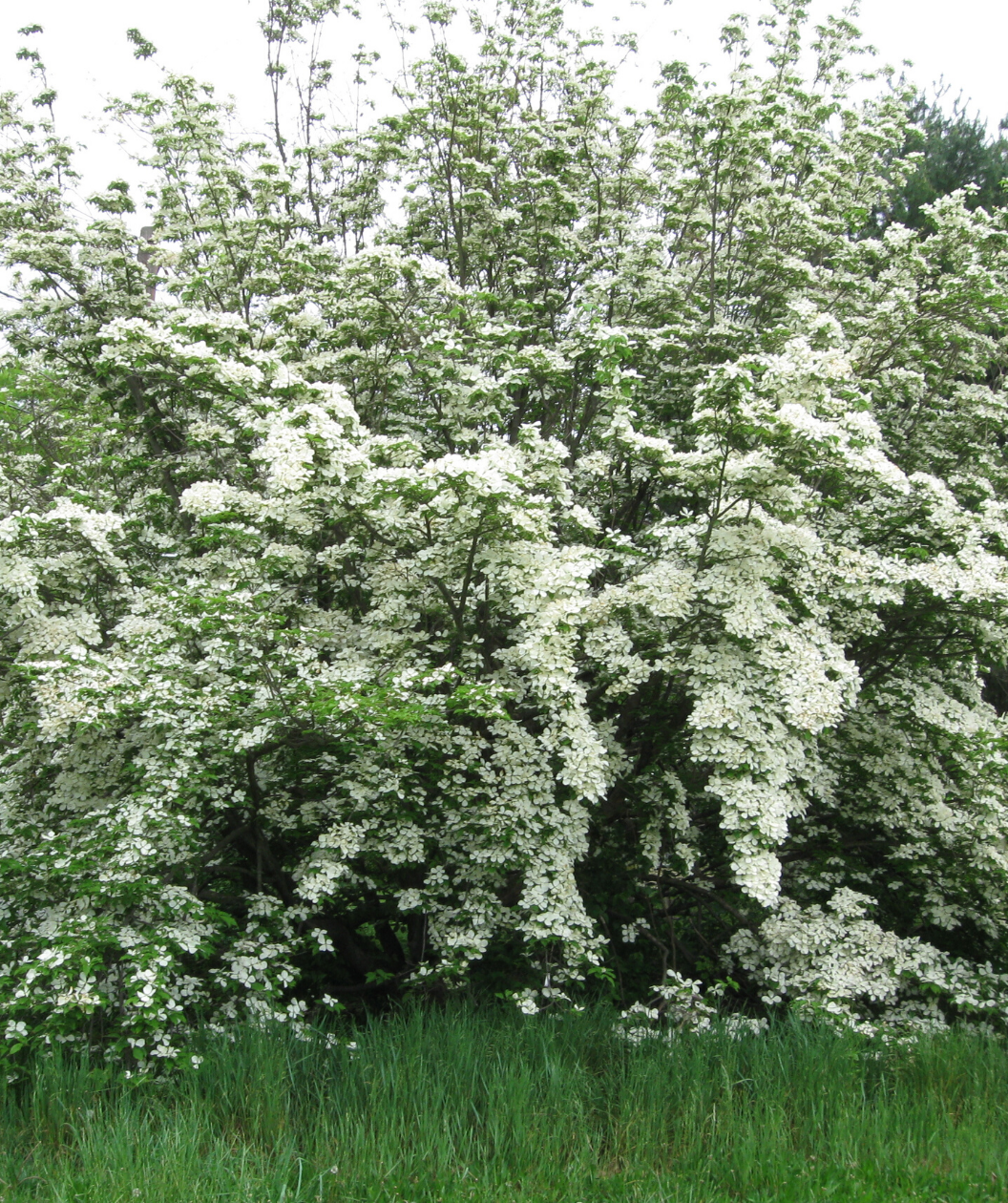 Cornus Rutcan 'constellation' Single Stem - View 24 from www redcrocus com