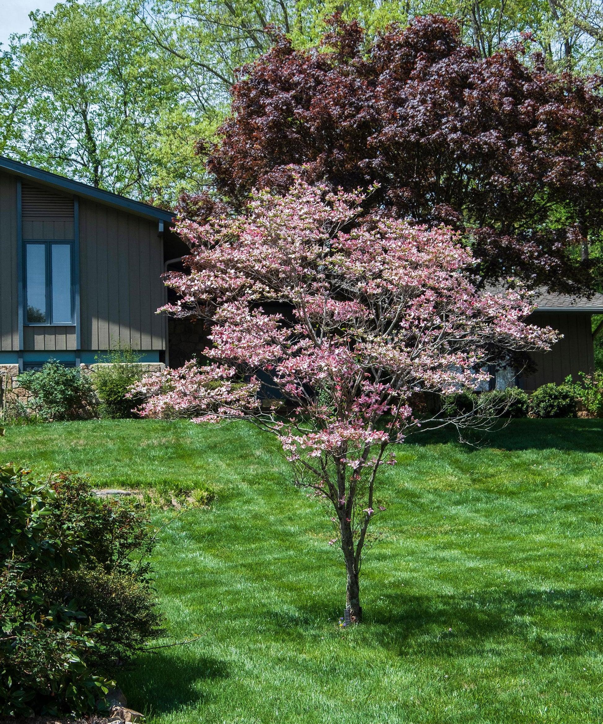 Cornus Rutcan 'constellation' Single Stem - View 25 from www redcrocus com