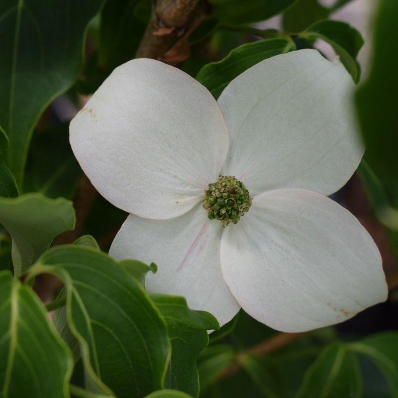 Cornus Rutcan 'constellation' Single Stem - View 29 from www redcrocus com