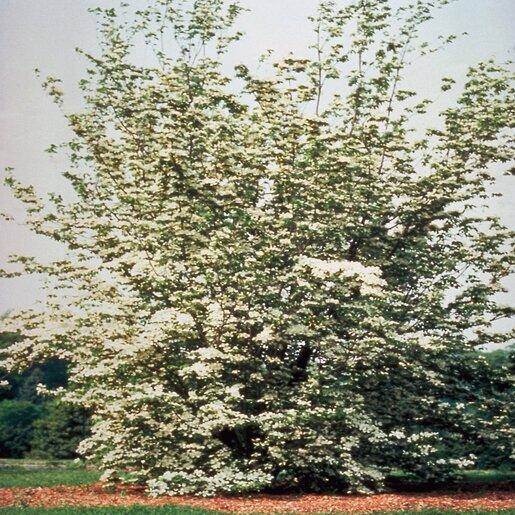 Cornus Rutcan 'constellation' Single Stem - View 2 from www redcrocus com
