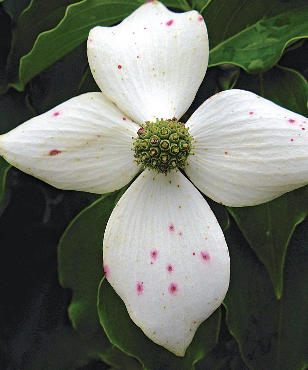Cornus Rutcan 'constellation' Single Stem - View 30 from www redcrocus com