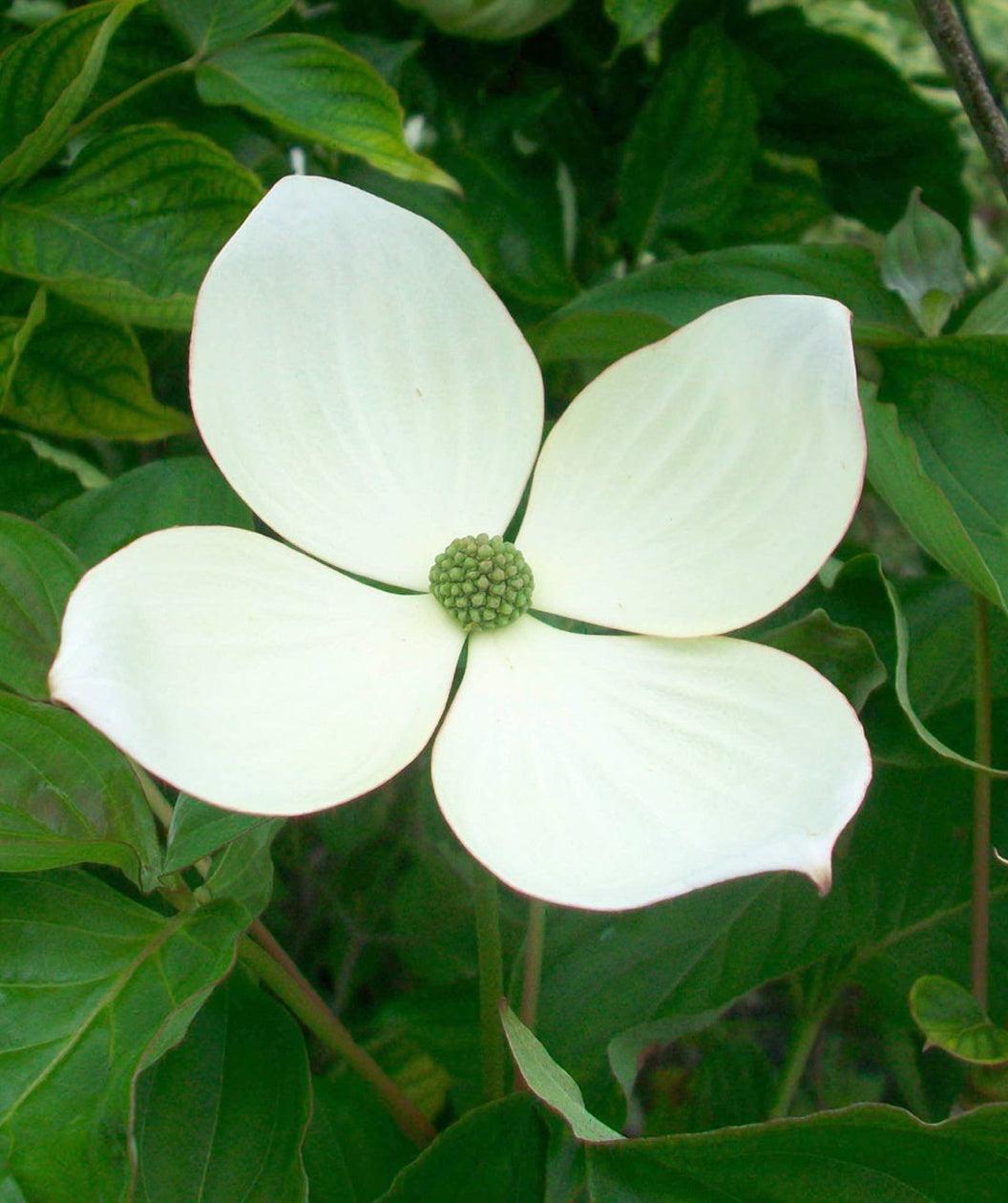 Cornus Rutcan 'constellation' Single Stem - View 31 from www redcrocus com