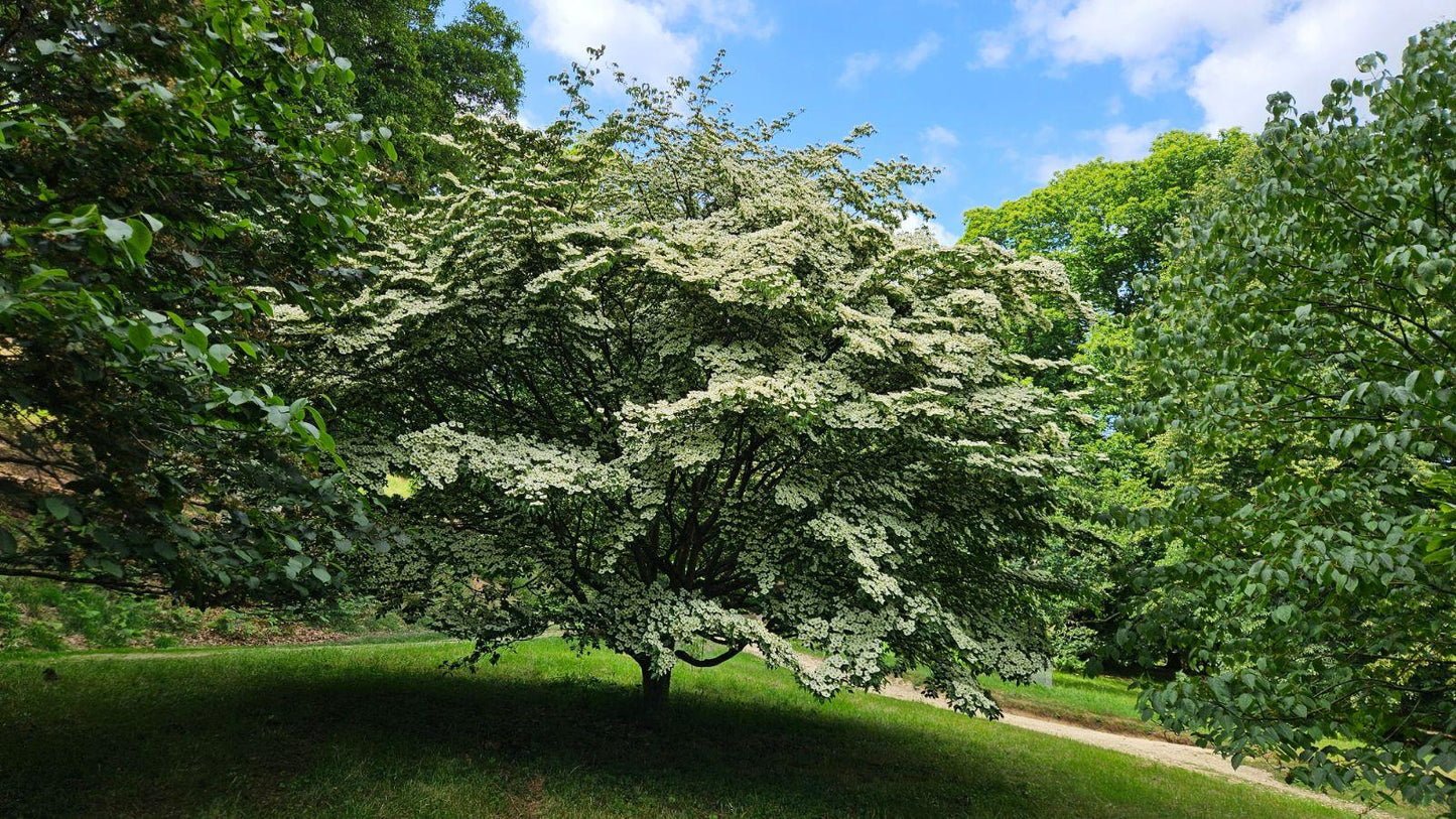 Cornus Rutcan 'constellation' Single Stem - View 32 from www redcrocus com