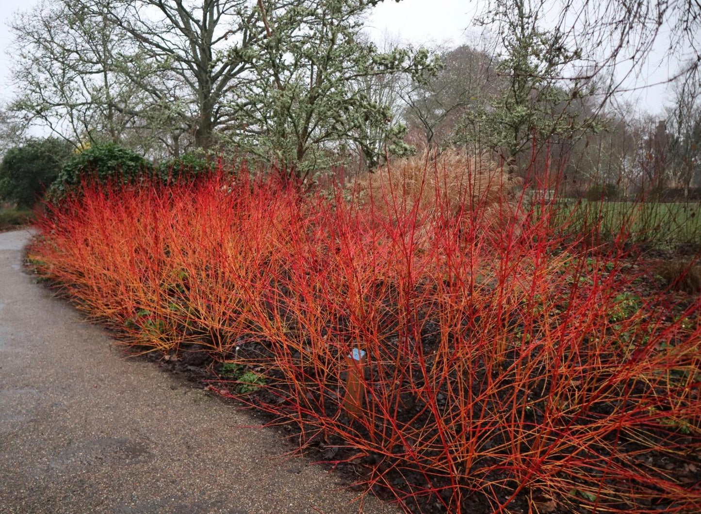 Cornus Rutcan 'constellation' Single Stem - View 33 from www redcrocus com