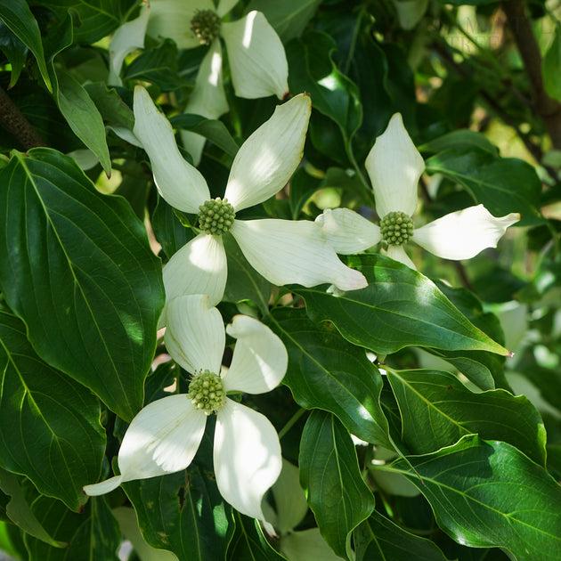 Cornus Rutcan 'constellation' Single Stem - View 34 from www redcrocus com