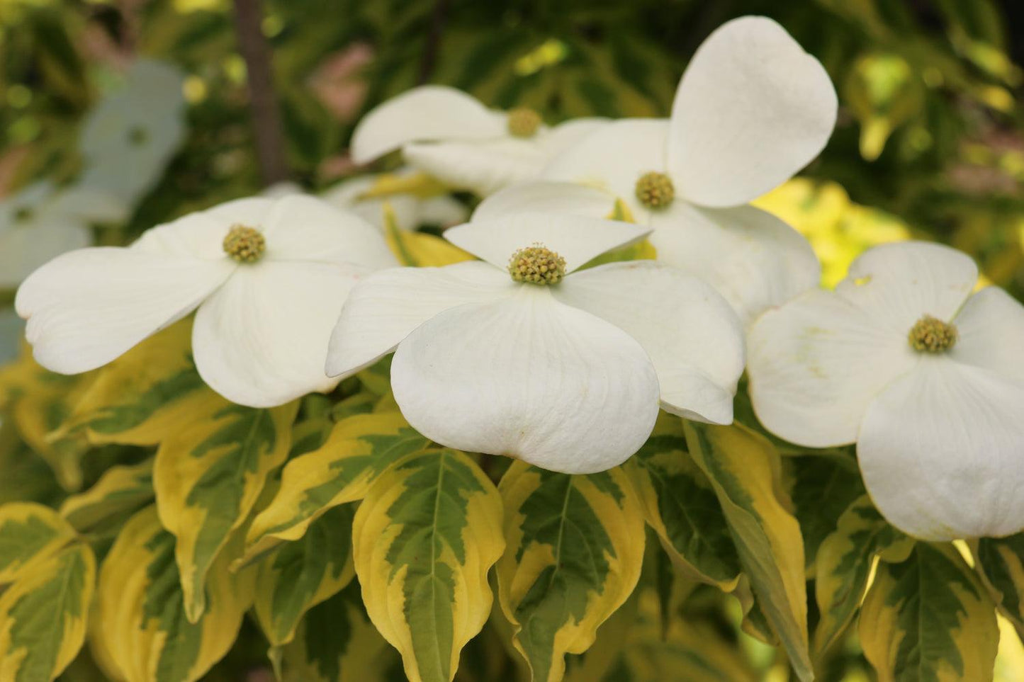 Cornus Rutcan 'constellation' Single Stem - View 35 from www redcrocus com