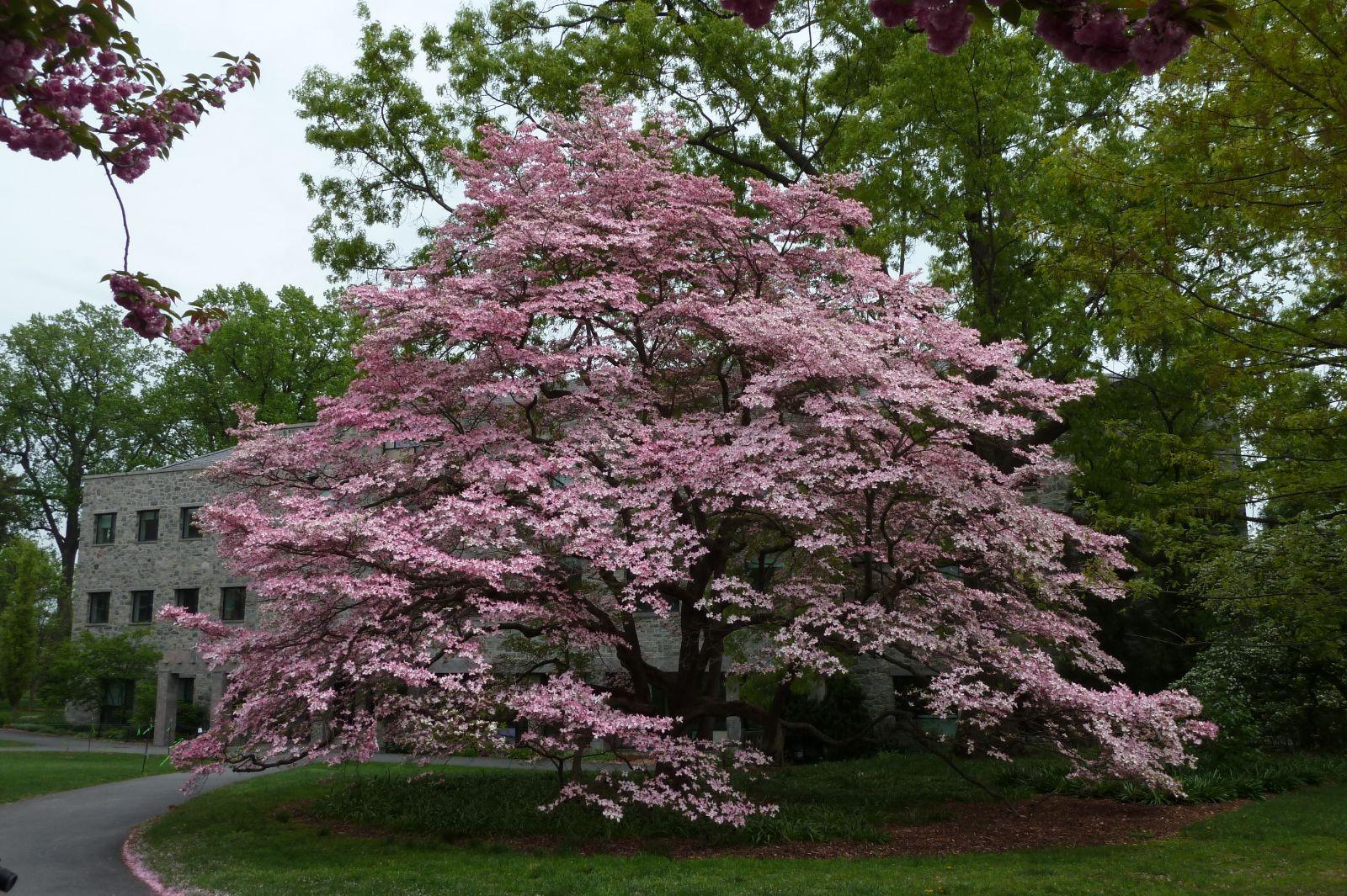 Cornus Rutcan 'constellation' Single Stem - View 39 from www redcrocus com