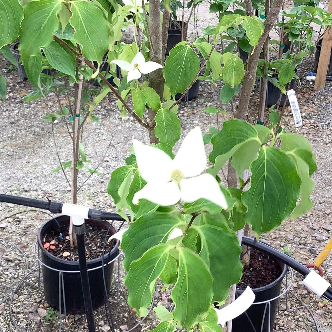 Cornus Rutcan 'constellation' Single Stem - View 3 from www redcrocus com