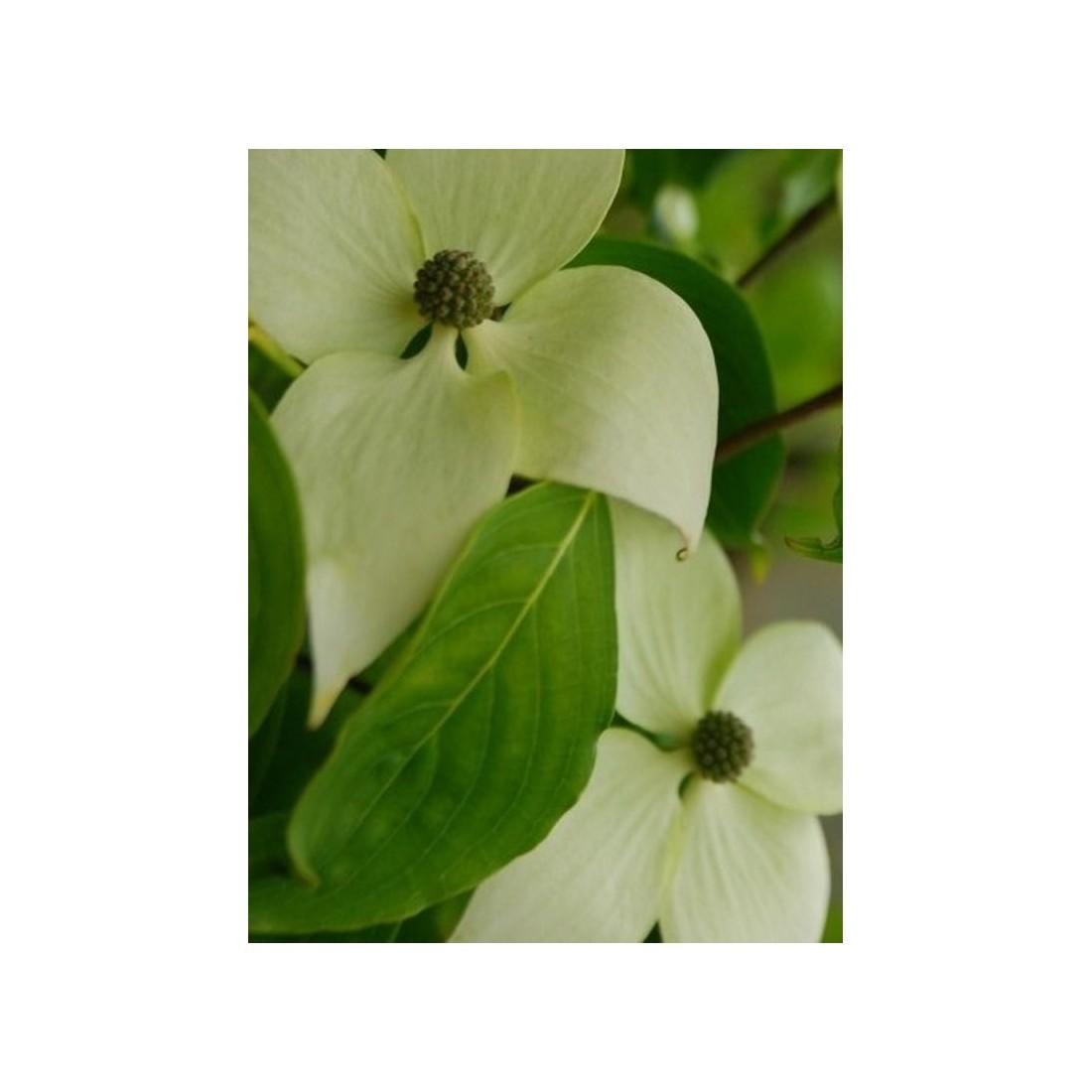 Cornus Rutcan 'constellation' Single Stem - View 4 from www redcrocus com