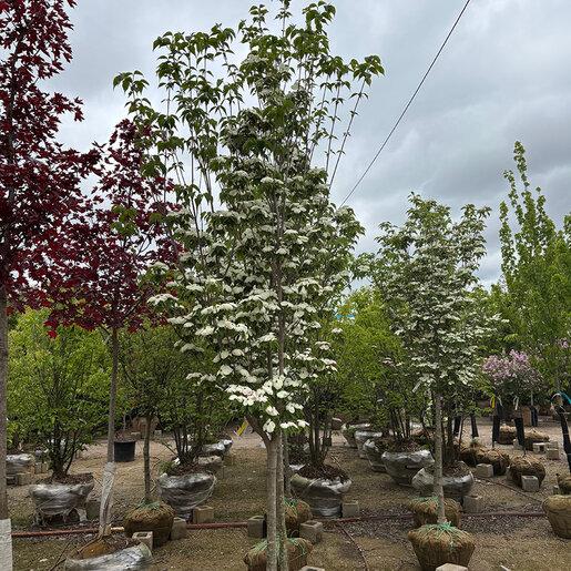 Cornus Rutcan 'constellation' Single Stem - View 5 from www redcrocus com