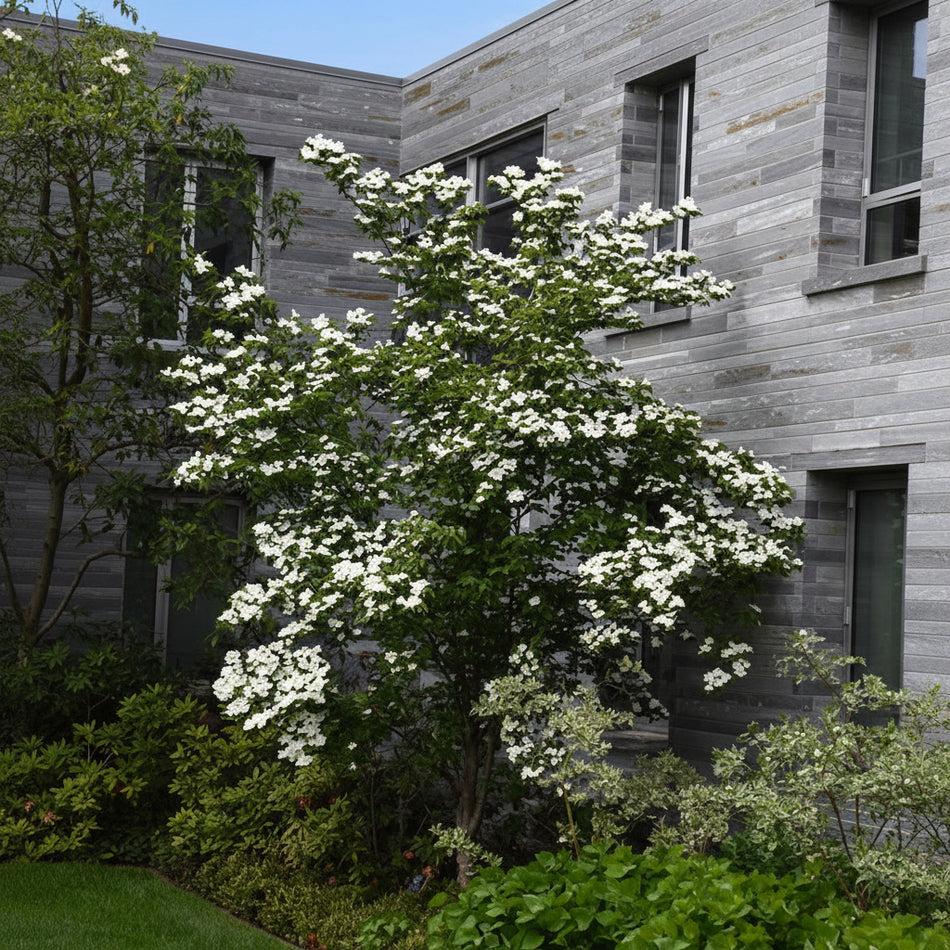 Cornus Rutcan 'constellation' Single Stem - View 6 from www redcrocus com