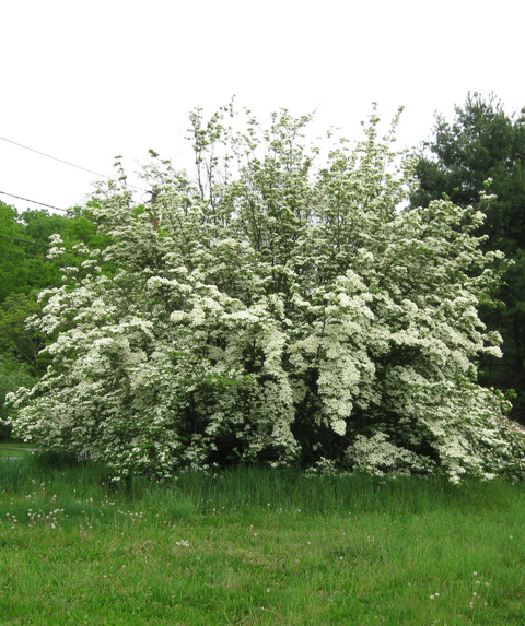 Cornus Rutcan 'constellation' Single Stem - View 8 from www redcrocus com