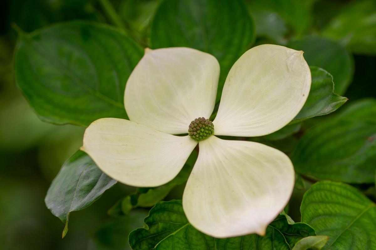 Cornus Rutcan 'constellation' Single Stem - View 9 from www redcrocus com