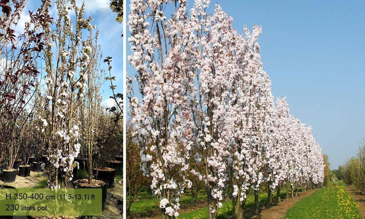 Prunus Serrulata 'amanogawa' - View 10 from www redcrocus com